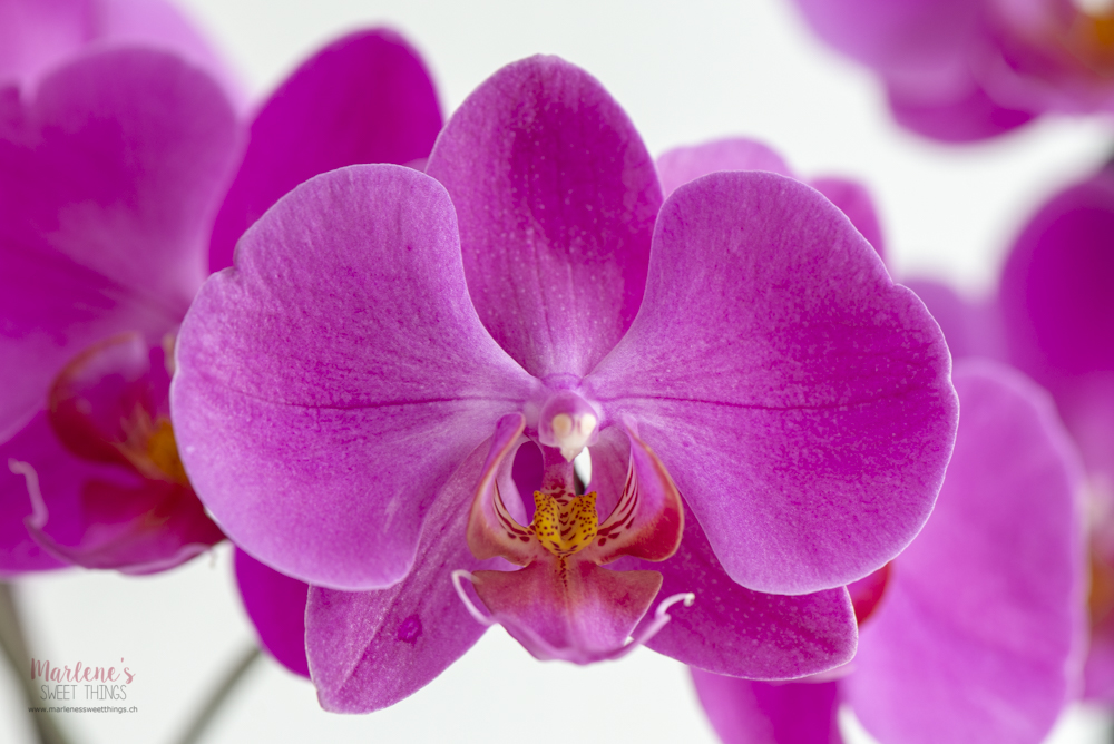 Orchideen phalaenopsis