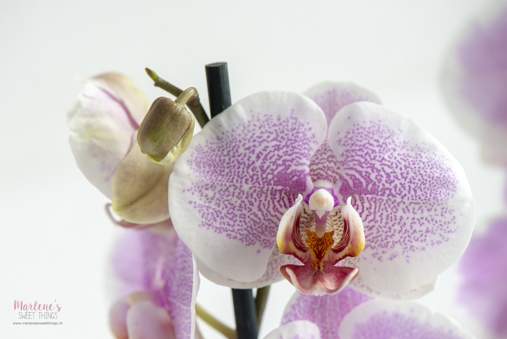 Orchideen phalaenopsis